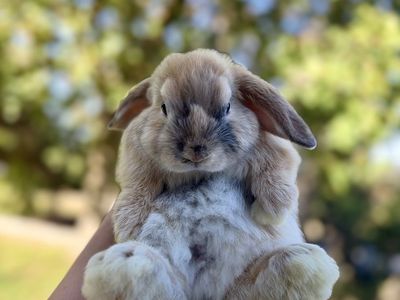 Baby Holland Lop Bunnies Ready Now!