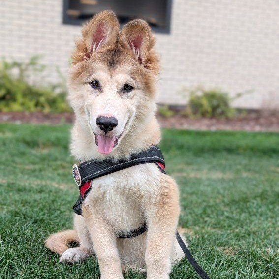 4 MONTH OLD PUPPY