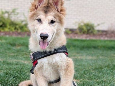 4 MONTH OLD PUPPY