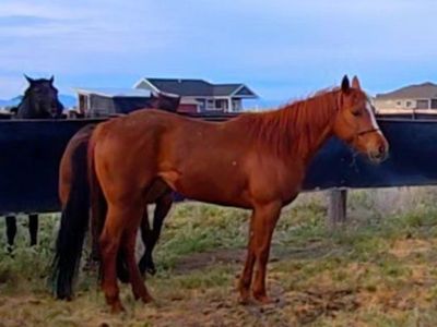 Grade sorrel mare