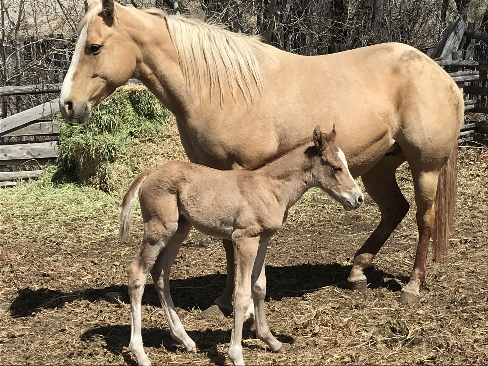 Clark Ranch Quarter Horses & Paint Yearling Colts
