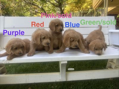 F1 Labradoodle Puppies Available Memorial Day - 3 Males Left