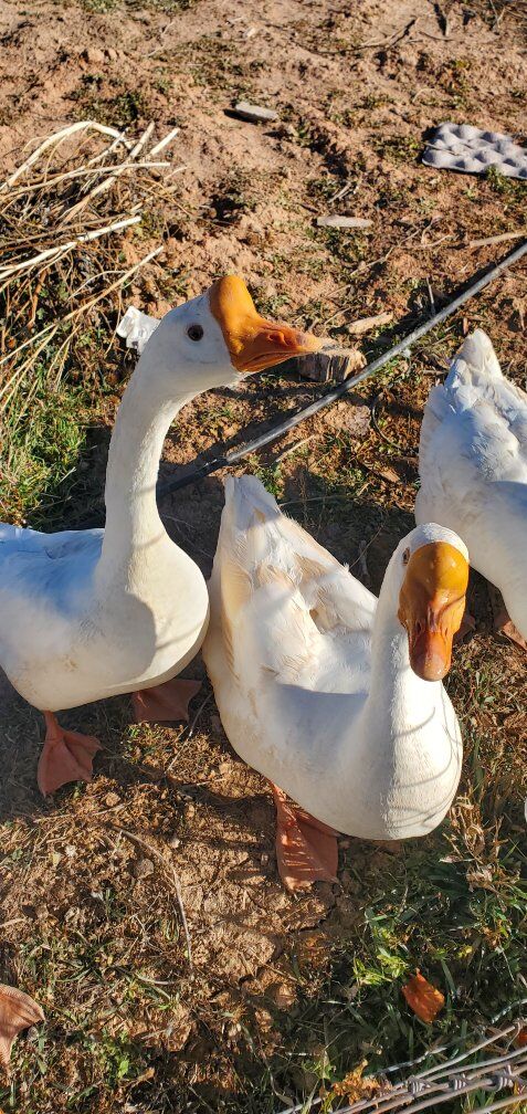 White Chinese Geese