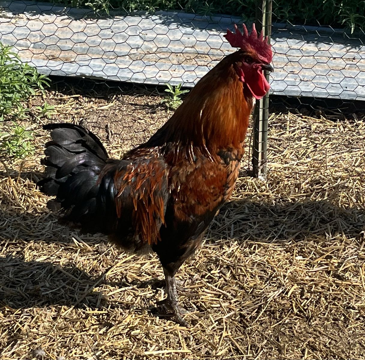 Roosters