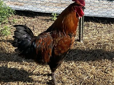 Roosters