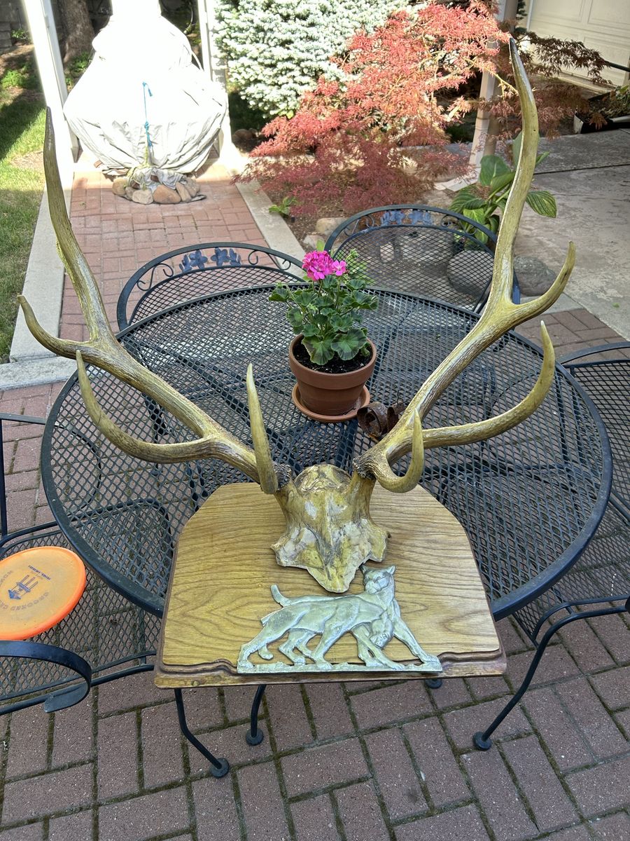 Elk antlers