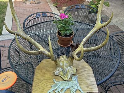 Elk antlers