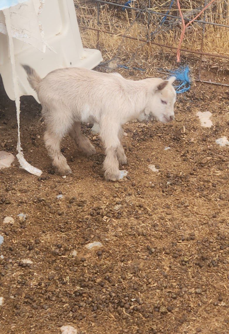 Nigerian Dwarf Bucklings