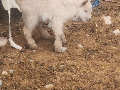 Nigerian Dwarf Bucklings
