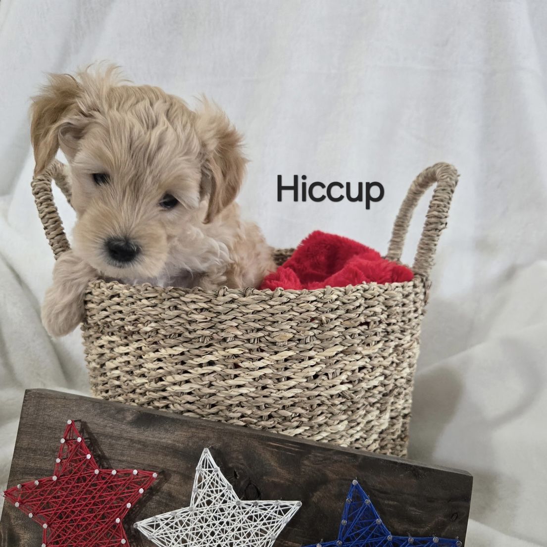 Micro Goldendoodle Puppies- 2 Male Spots Available