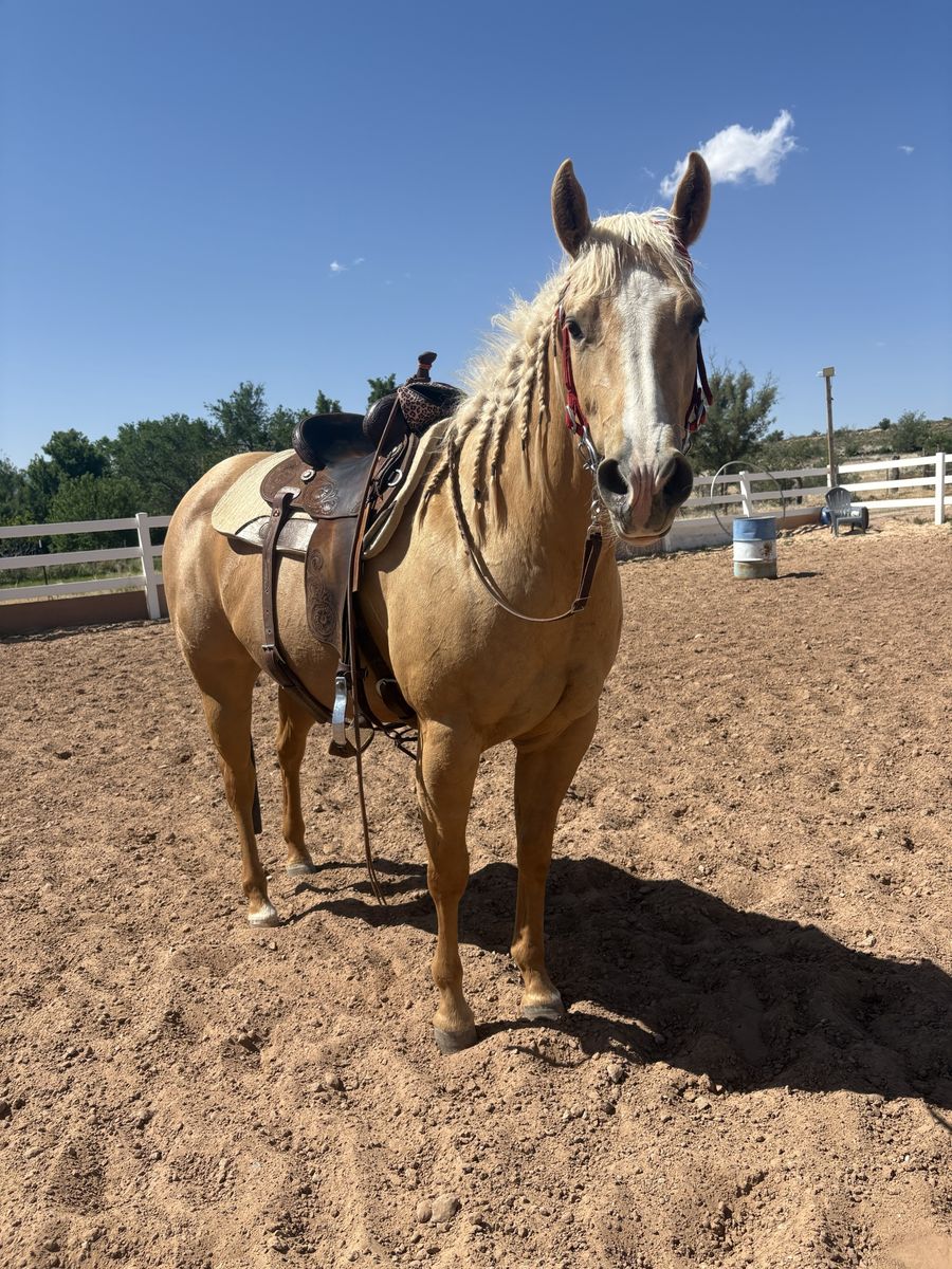 AQHA Registered Mare