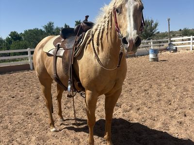 AQHA Registered Mare