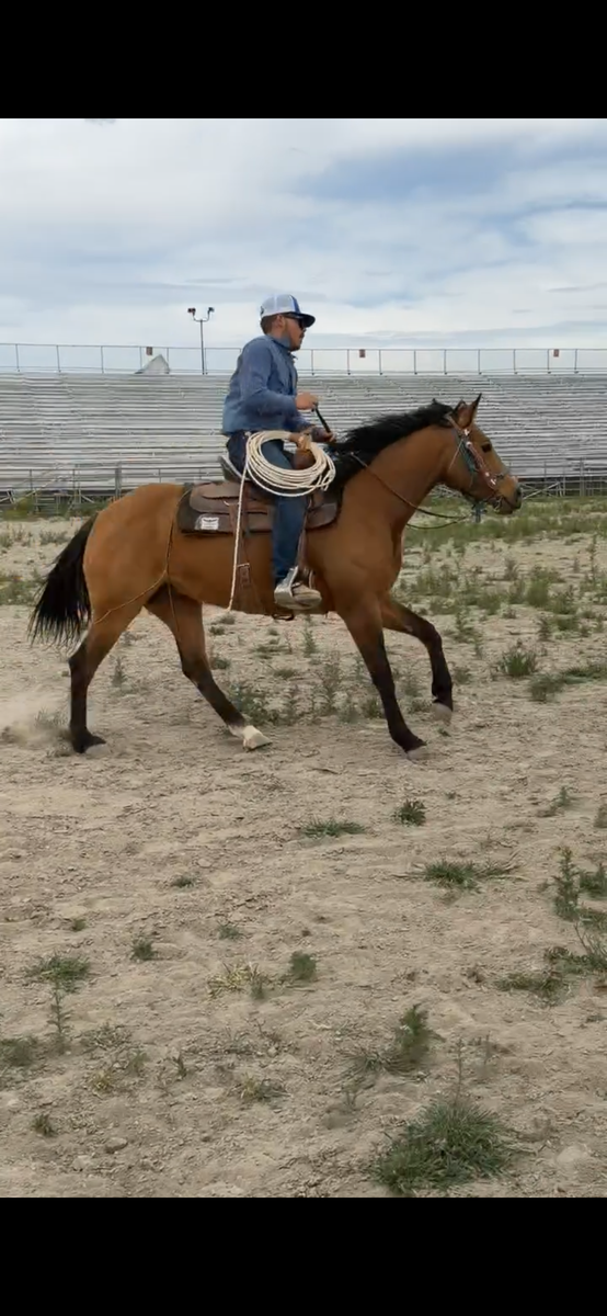 8yr old grade mare