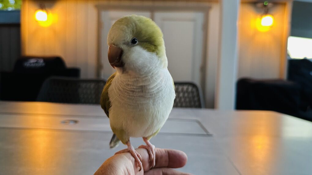 Quaker Parrot (Likely Female) ROXIE