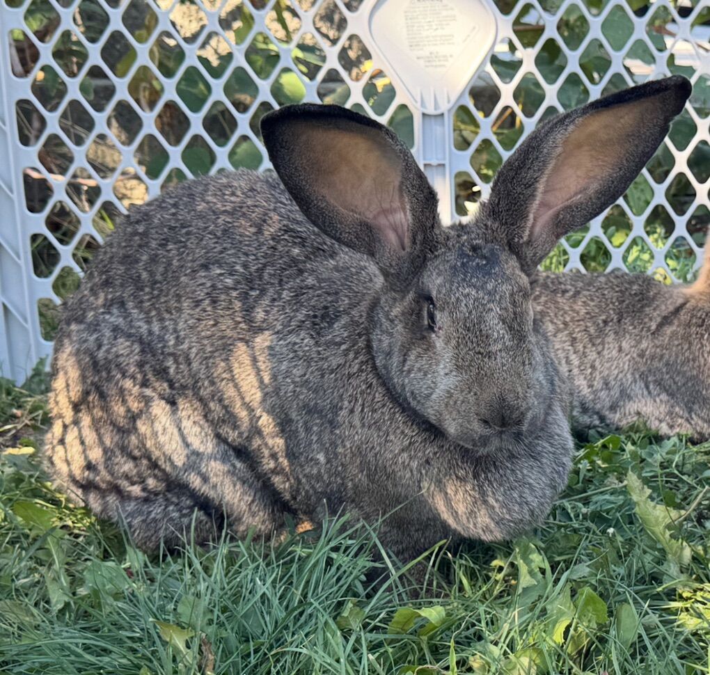 Continental Giant Does