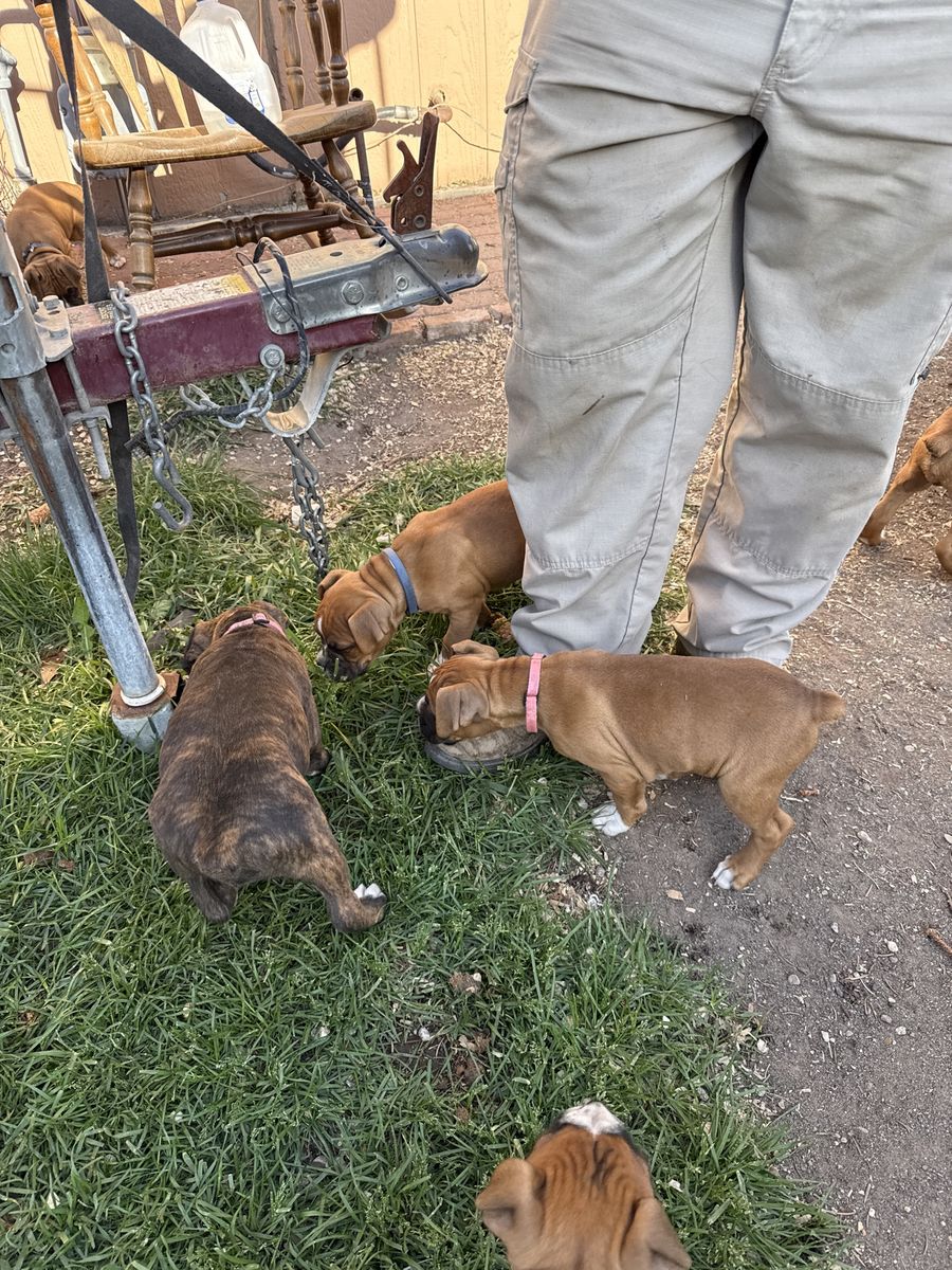 Puppies