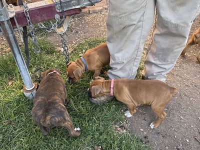 Puppies