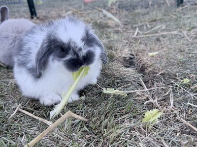 Bunnies