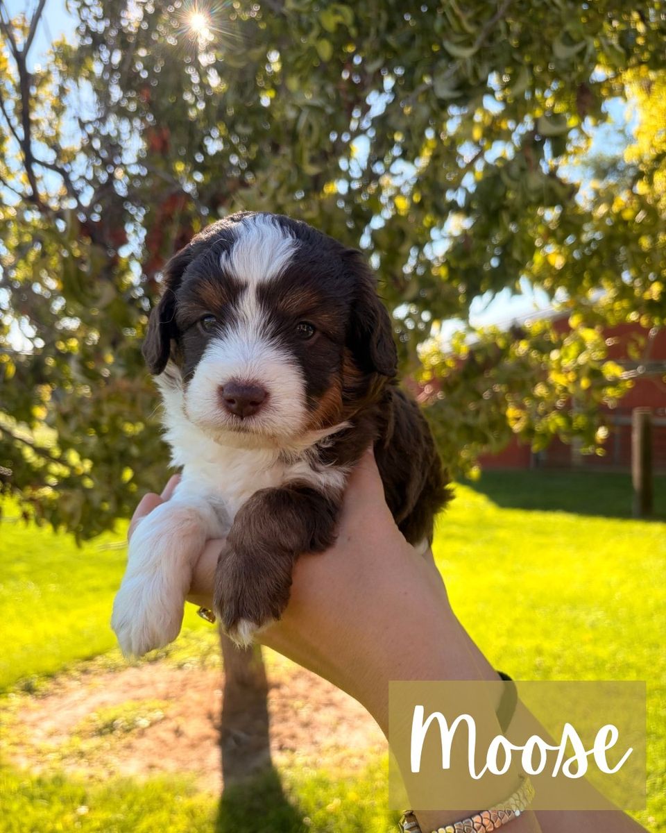 CKC Registered Mini Aussie Doodle Puppies Bear & Moose