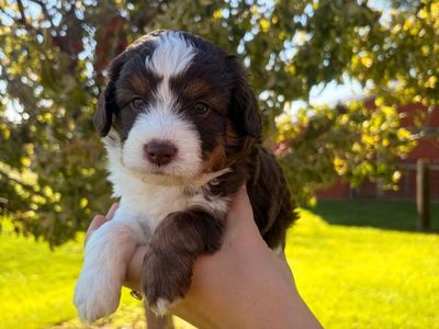 CKC Registered Mini Aussie Doodle Puppies Bear & Moose