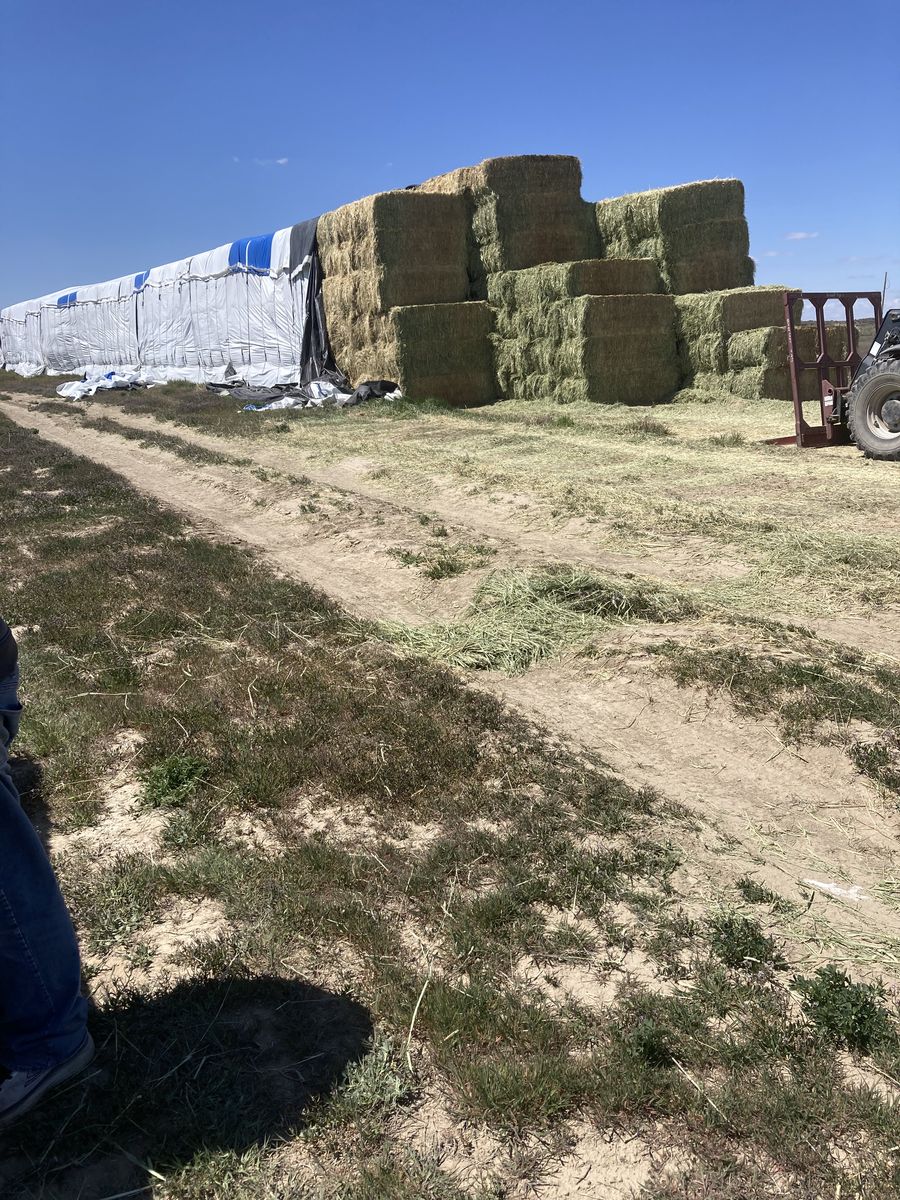 3td crop Alfalfa