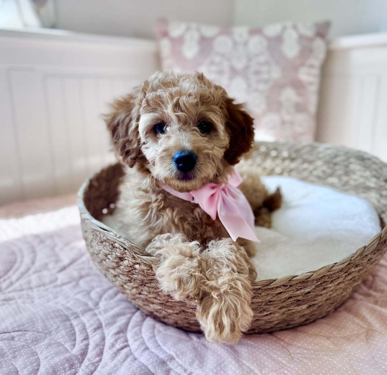 Adorable Micro/Mini Goldendoodle female