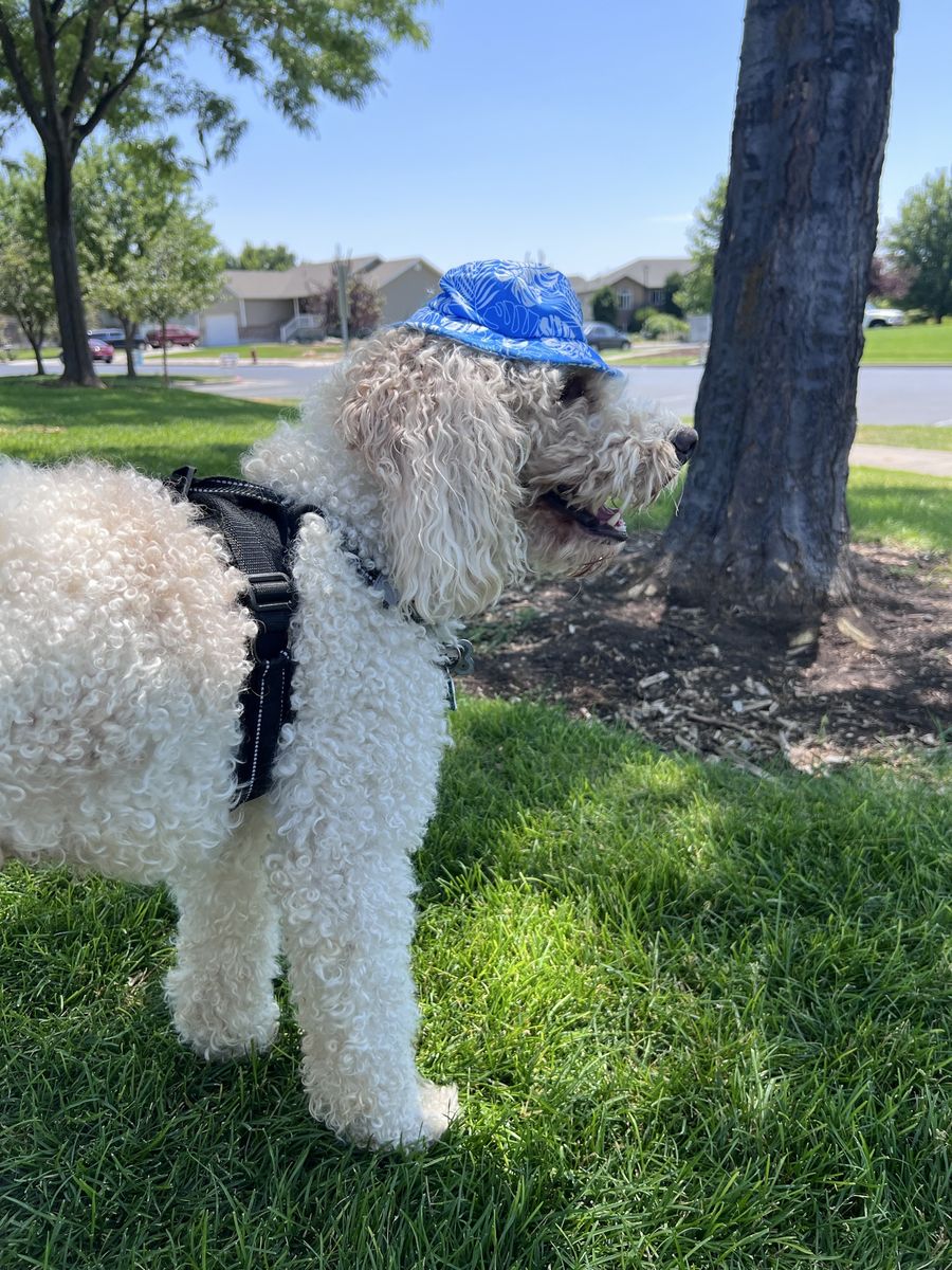 Mini Goldendoodle stud