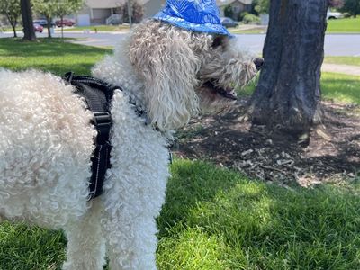 Mini Goldendoodle stud