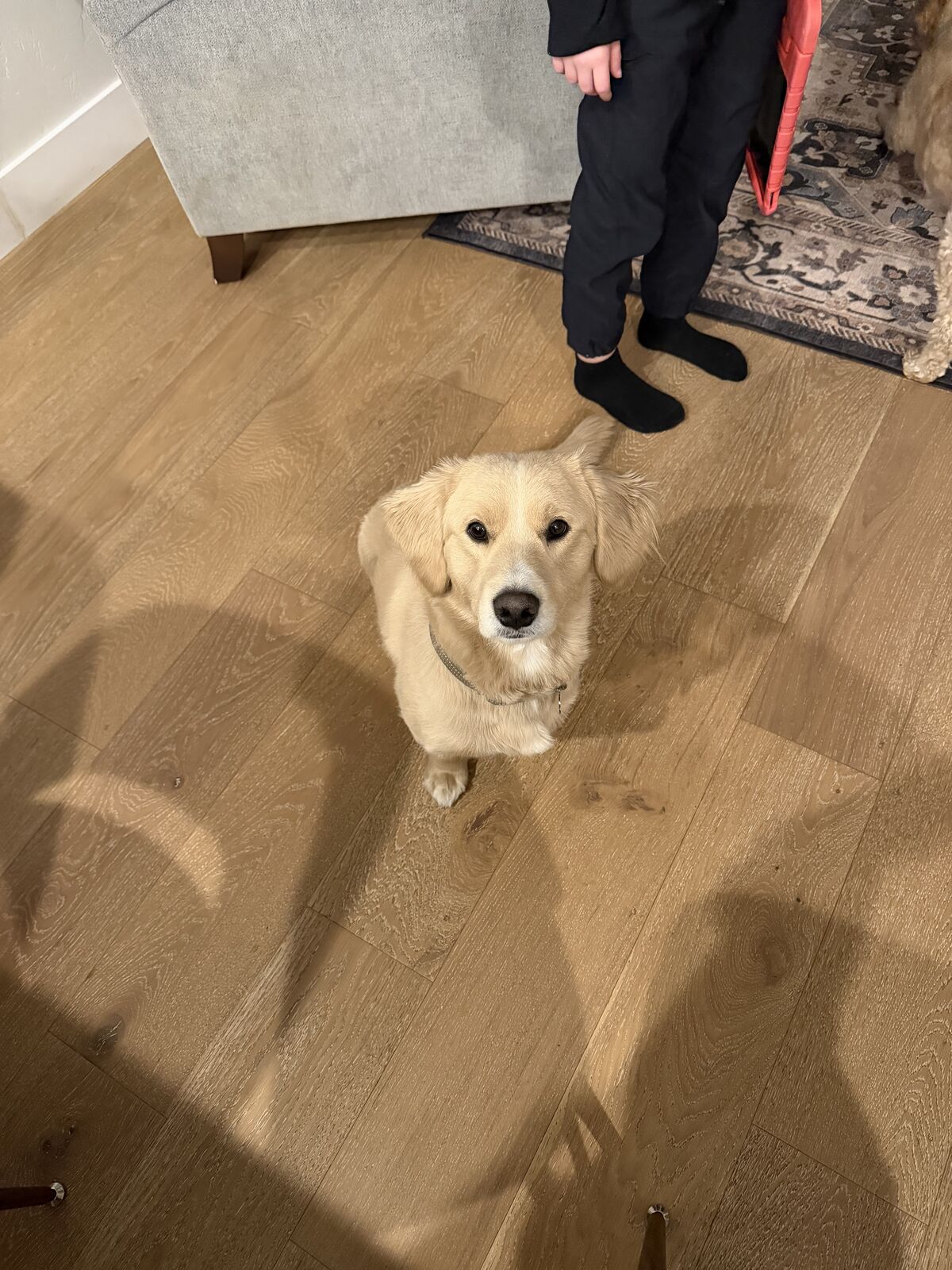 1 yr old Dog for sale