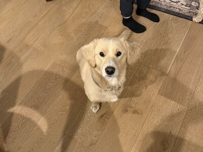 1 yr old Dog for sale