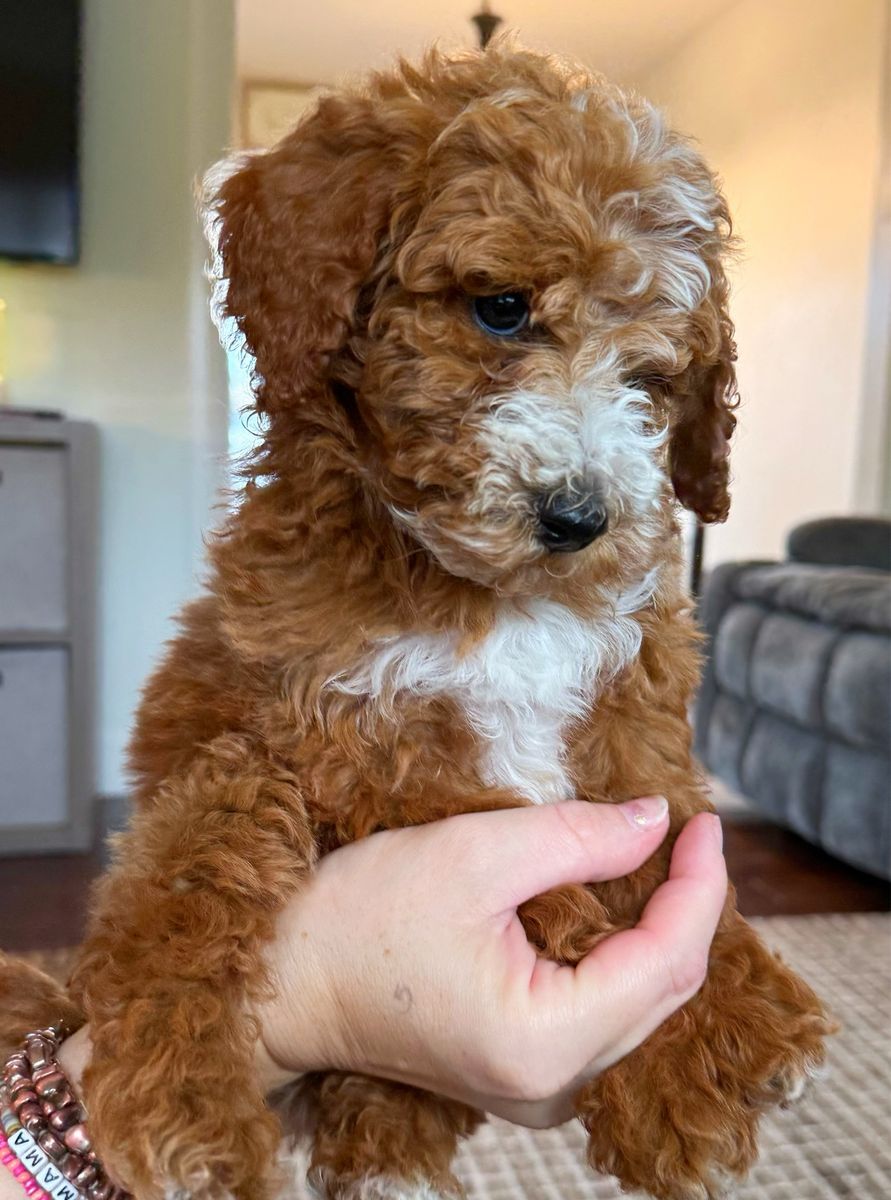 Mini Goldendoodle Puppies! 