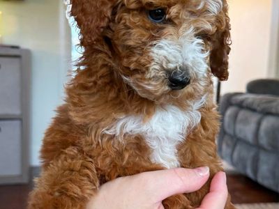 Mini Goldendoodle Puppies!