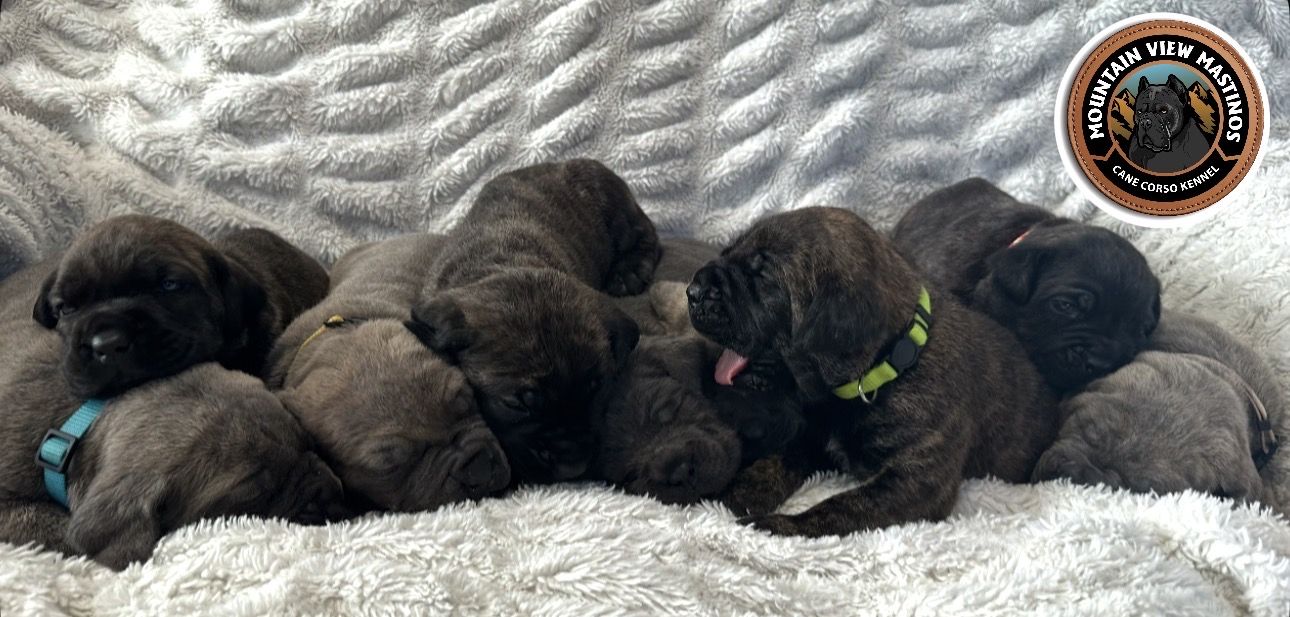 Dual registered (AKC & ICCF) Cane Corso Puppies!