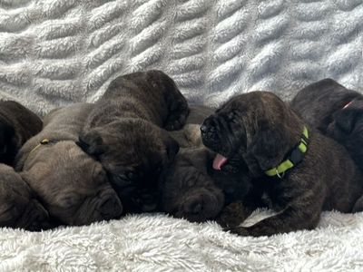 Dual registered (AKC & ICCF) Cane Corso Puppies!