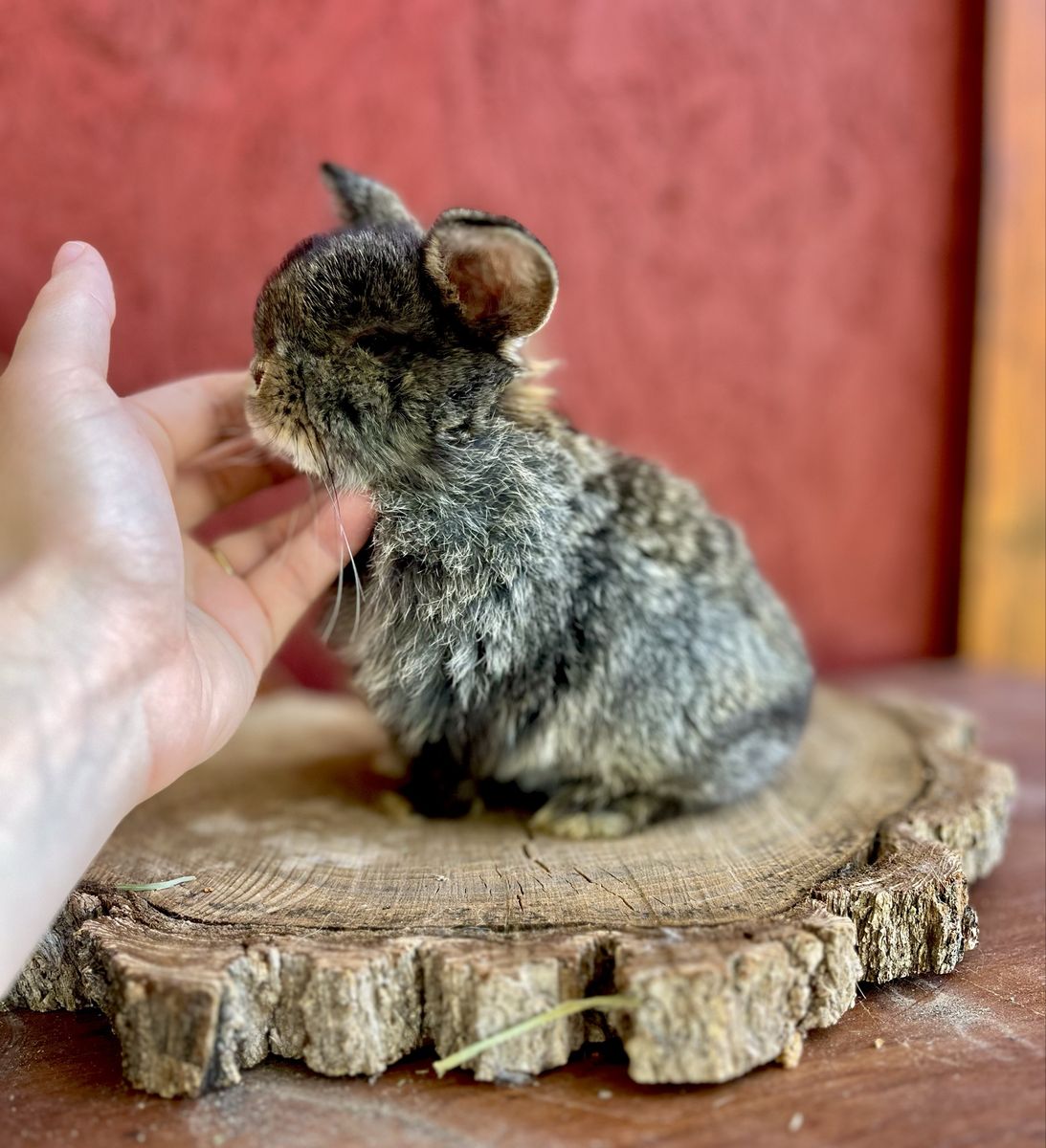 Pedigree Holland Lop Buck