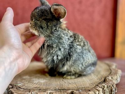 Pedigree Holland Lop Buck