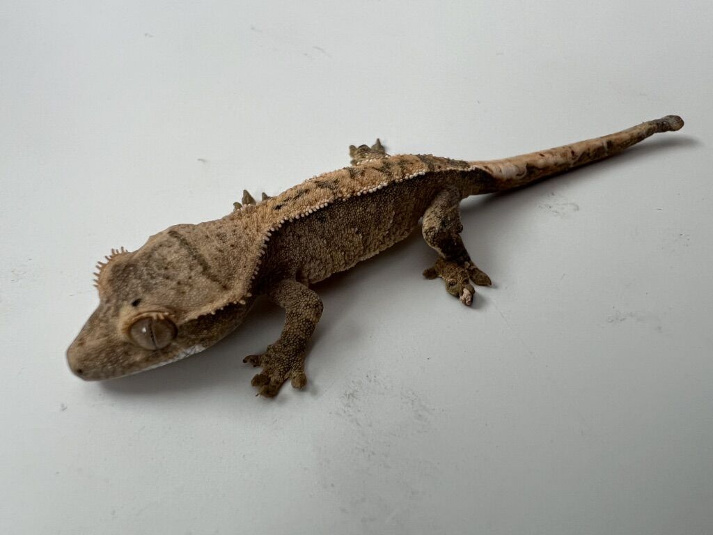 Cute Crested Gecko with Dalmatian Spots