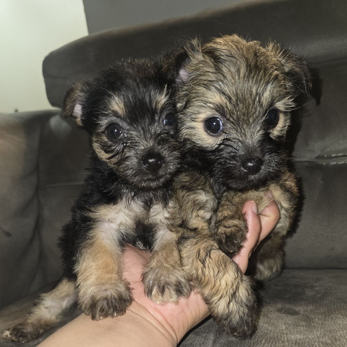 terrier shih tzu shorkie