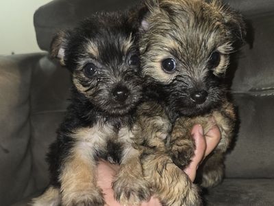 terrier shih tzu shorkie