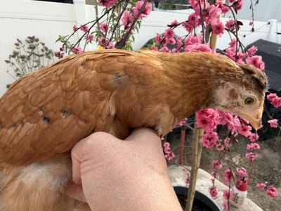French black Copper Marans In 2 Weeks