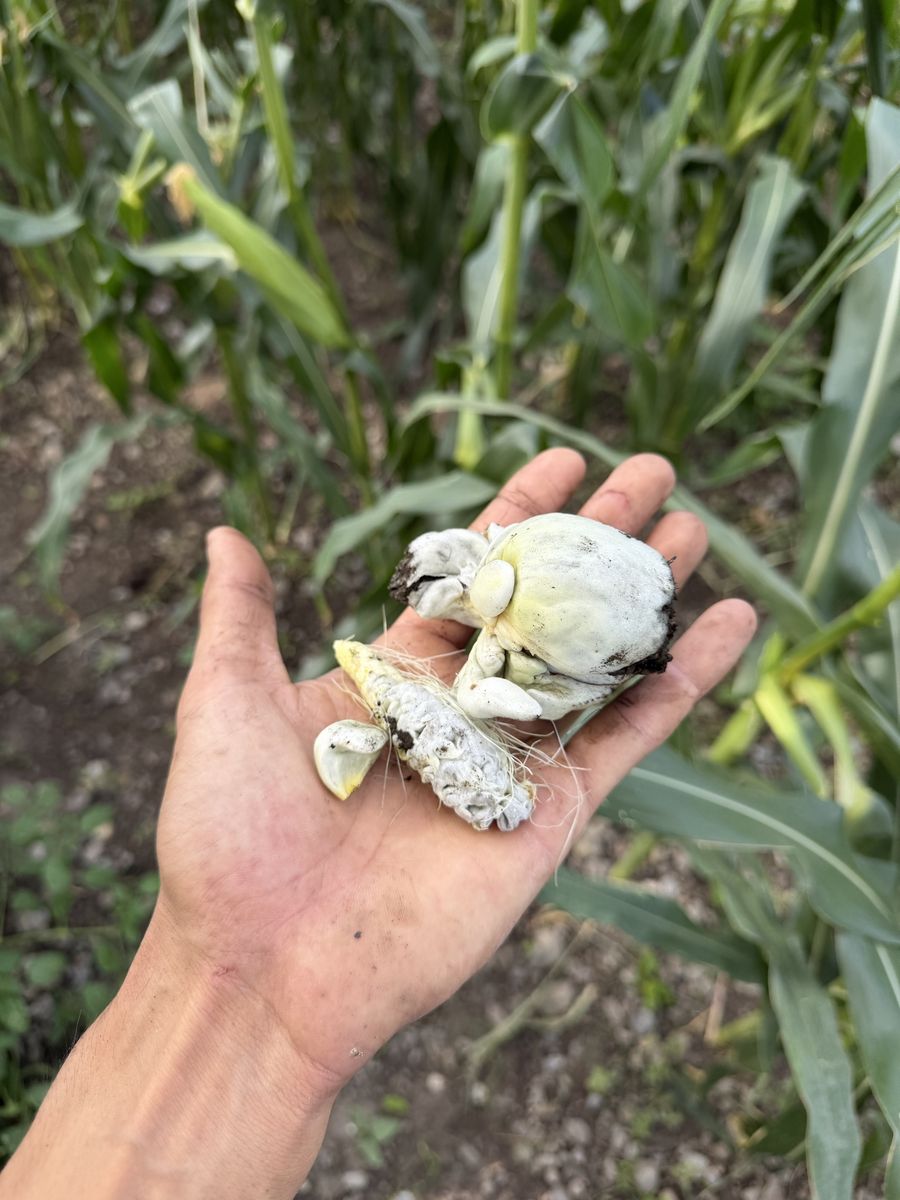 Corn mushrooms, Mexican truffles, corn smut