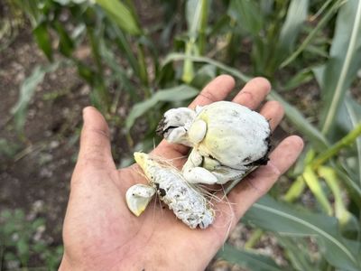 Corn mushrooms, Mexican truffles, corn smut