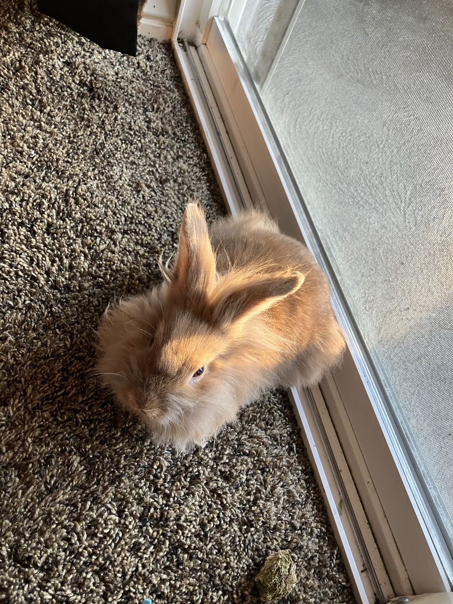 Free bunny