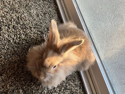 Free bunny
