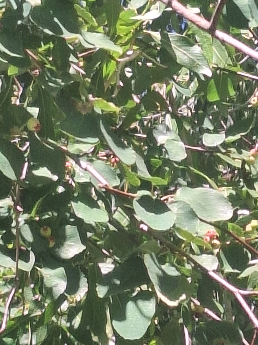 Apricot, Seabuckthorn, Cherry, Grape, SALE for Charity Garden