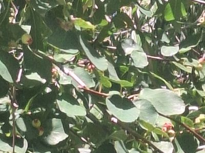 Apricot, Seabuckthorn, Cherry, Grape, SALE for Charity Garden