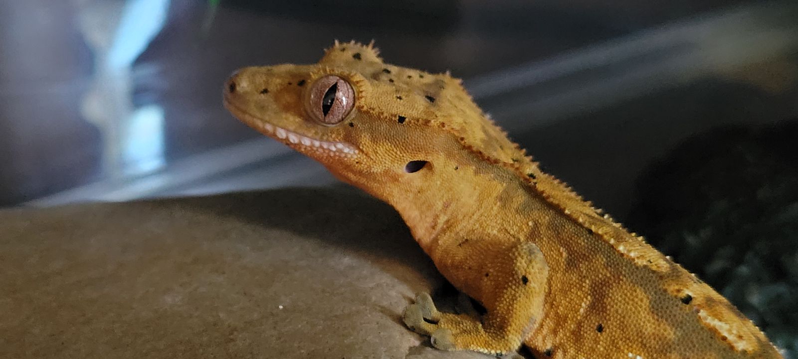 Baby Female Flame-Dalmation Crested Gecko