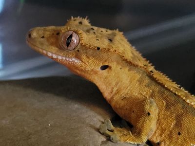 Baby Female Flame-Dalmation Crested Gecko