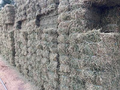 Small Hay Bales of Alfalfa Hay Second Crop