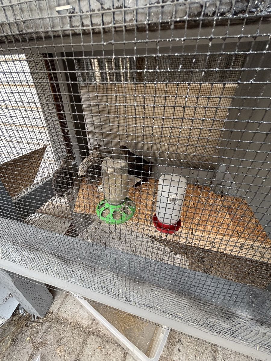 7 Quails - Healthy, Young Birds